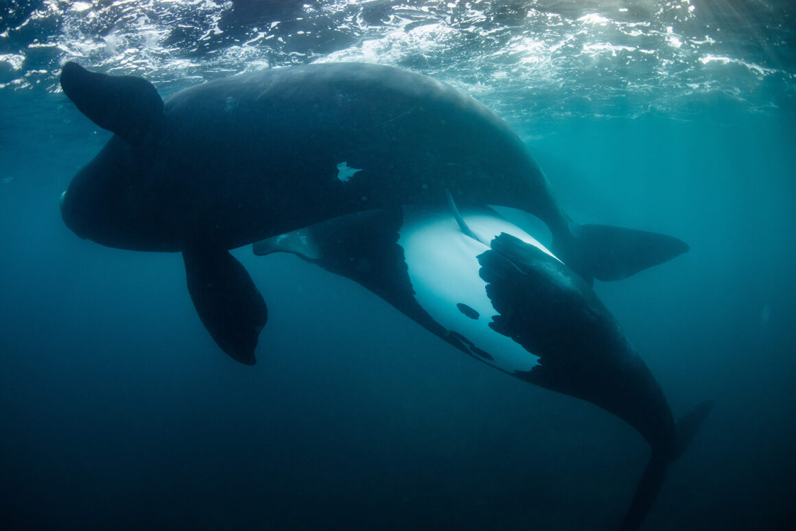 © Richard Robinson Wildlife Photographer of the Year