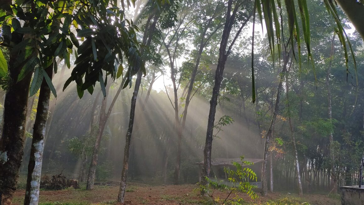 2022 Yılın Hava Fotoğrafçısı Yarışması Kazananları 8 08 Shreya Nair Tyndall Effect scaled 1