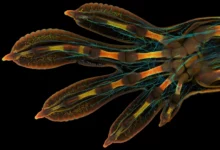 2022 Nikon Küçük Dünya Yarışmasının Kazananları 16 1 PhG embryonic hand Nikon