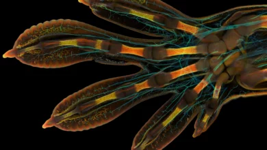 1 PhG embryonic hand Nikon