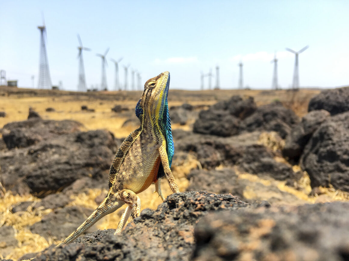 2022 Nature Conservancy Fotoğraf Yarışması 6 1 Climate Sandesh Kadur