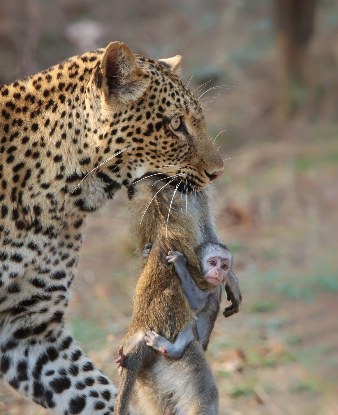 2022 Nature Conservancy Fotoğraf Yarışması 2 1 Guest Judge Vitale Choice Shafeeq Mulla