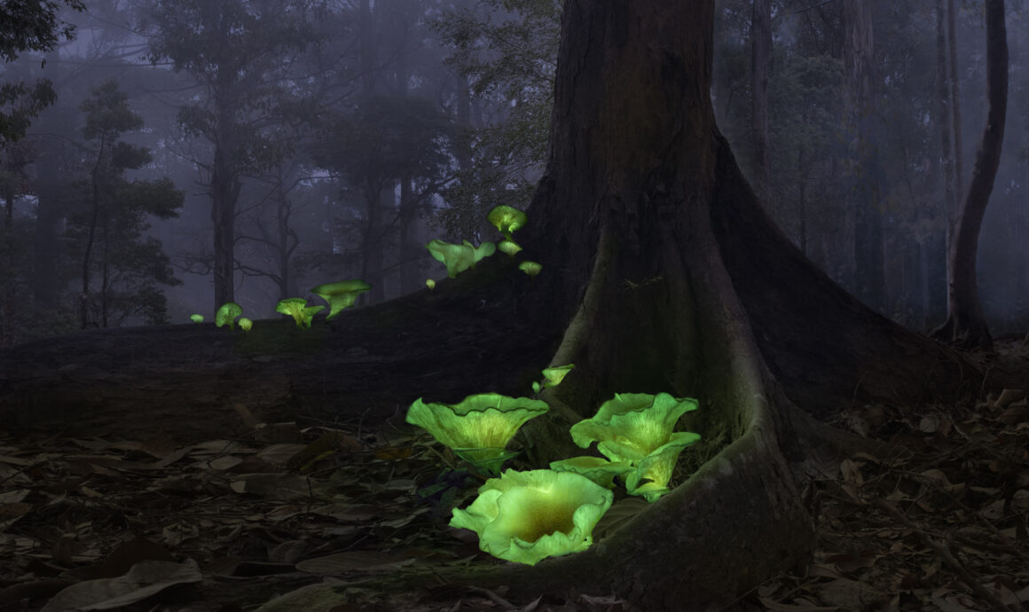 2022 Nature Conservancy Fotoğraf Yarışması 8 1 PlantsFungi Callie Chee