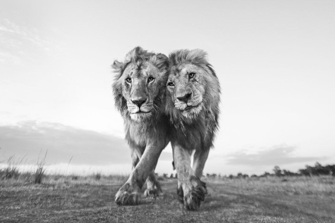 2022 Nature Conservancy Fotoğraf Yarışması 9 1 Wildlife Anup Shah