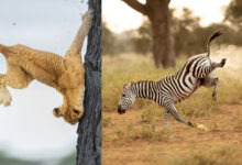 2022 Komedi Yaban Hayatı Fotoğraf Ödülleri'nin En Komik Finalistleri 21 2022 Komedi Yaban Hayati Fotograf Odullerinin En Komik Finalistleri