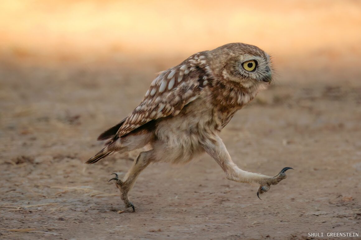 25. Shuli Greenstein Rushing Little owl fledgeling 00002192