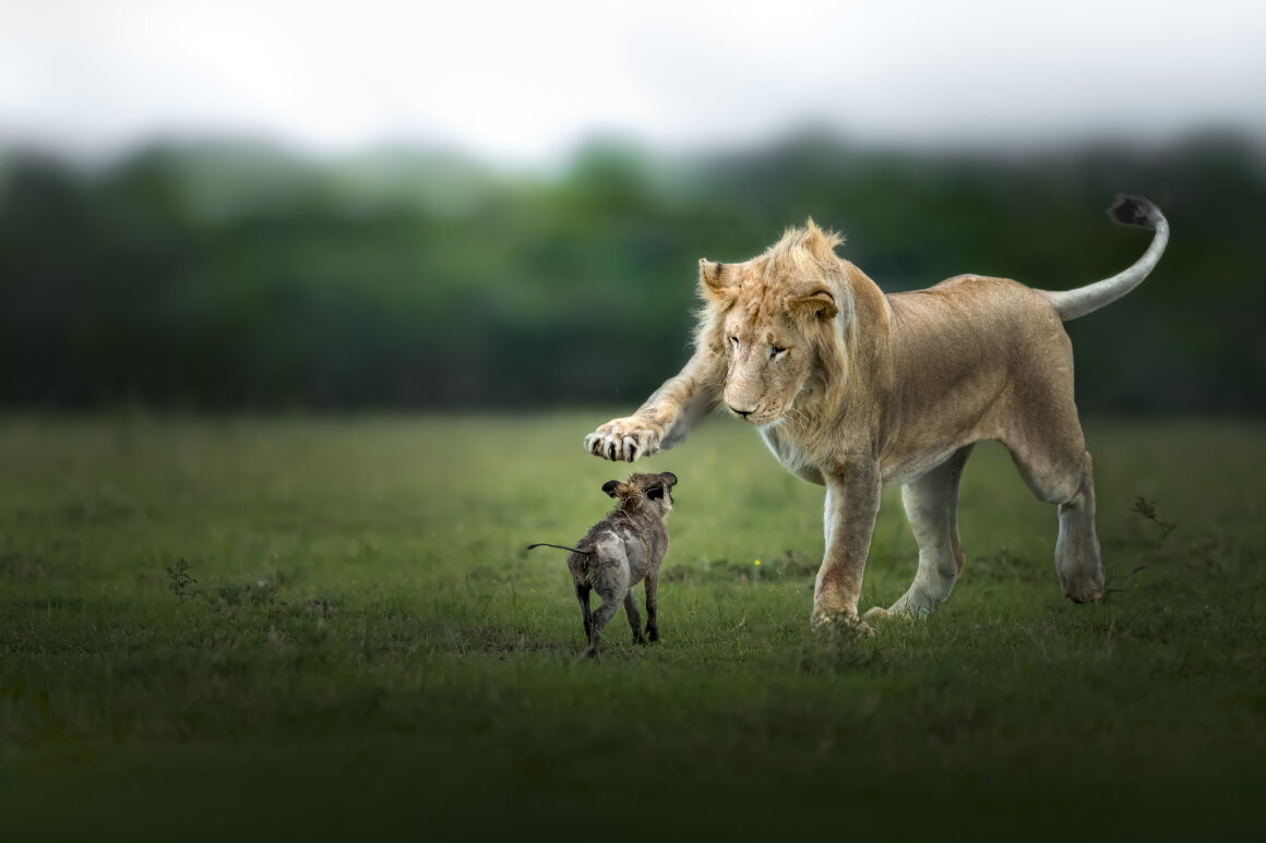 African Wildlife Last Wish by Thomas Vijayan