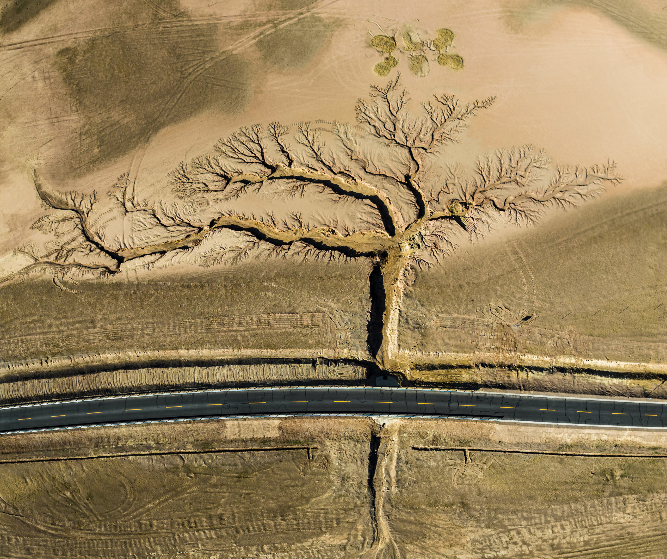 Grand_Prize_Li_Ping - Sanal Sergi