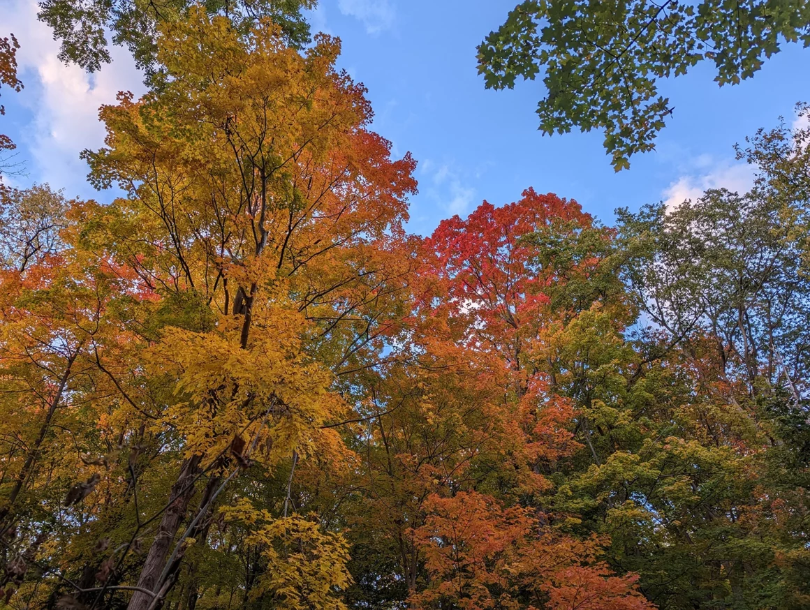 Google Pixel 7 Pro İncelemesi 5 Pixel 7 Pro photo daytime