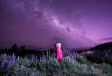 Paul Robinson : Pembe Ayı Moğolistan'da 9 The Pink Bear header