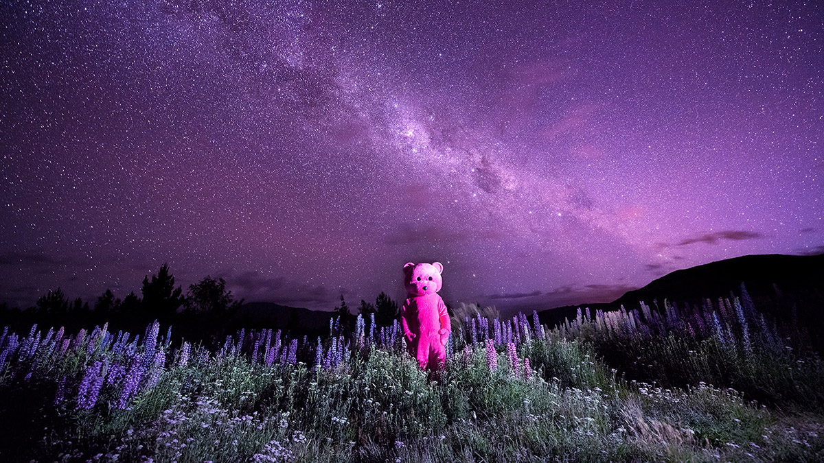 The Pink Bear header