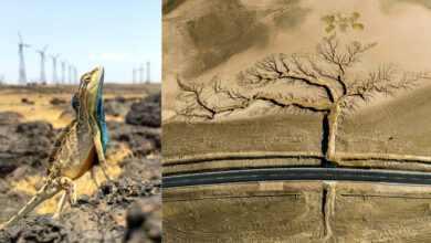 The Winners of the 2022 Nature Conservancy Photo Contest