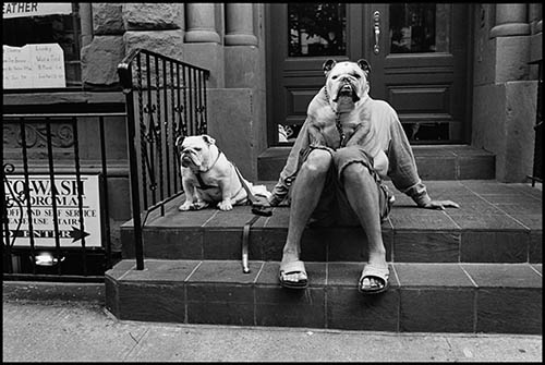 elliot erwitt bulldog pohto