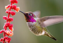 Fotoğrafçılıkta Enstantane Hızı: Eksiksiz Bir Kılavuz 11 hummingbird fast shutter speed photo featured
