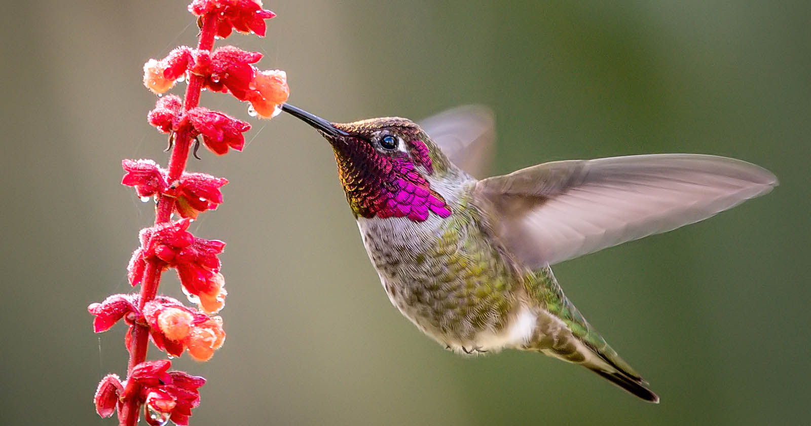 hummingbird fast shutter speed photo featured