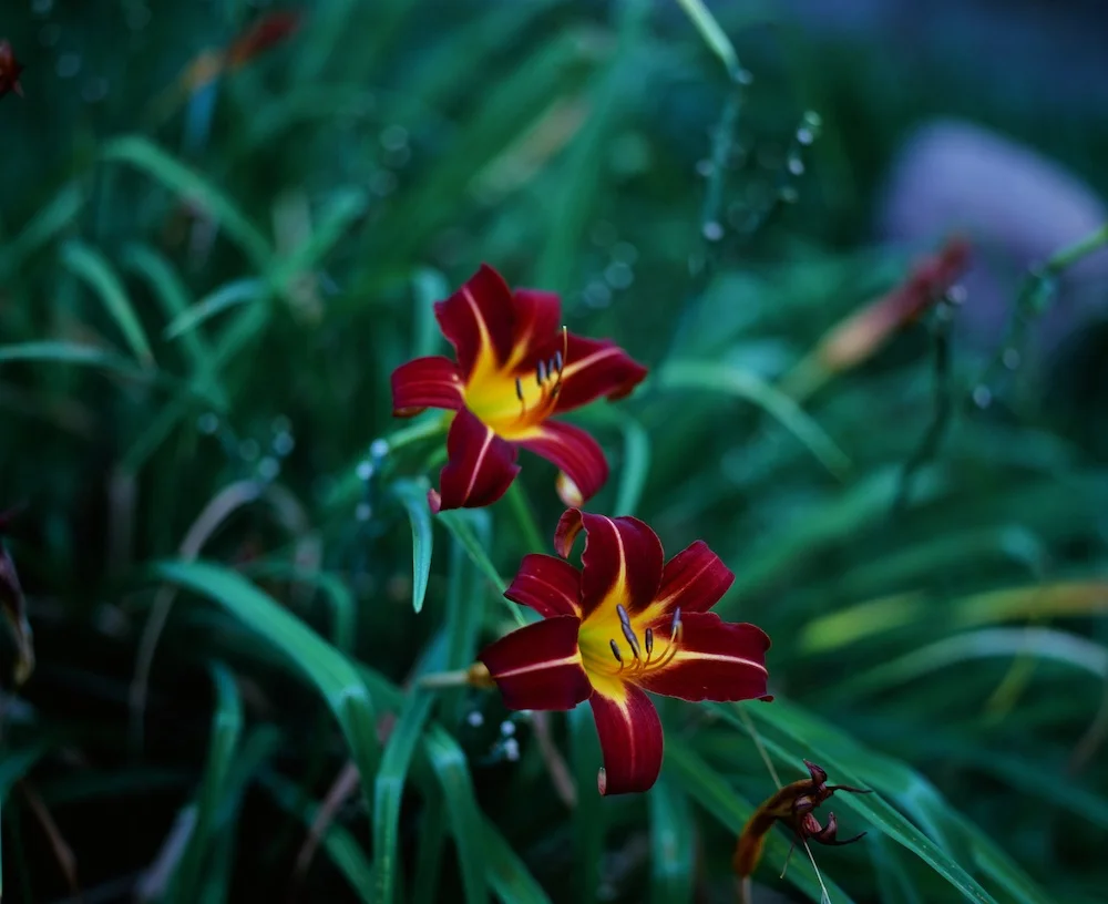 2022'nin En İyi 35mm Filmleri 7 velvia50