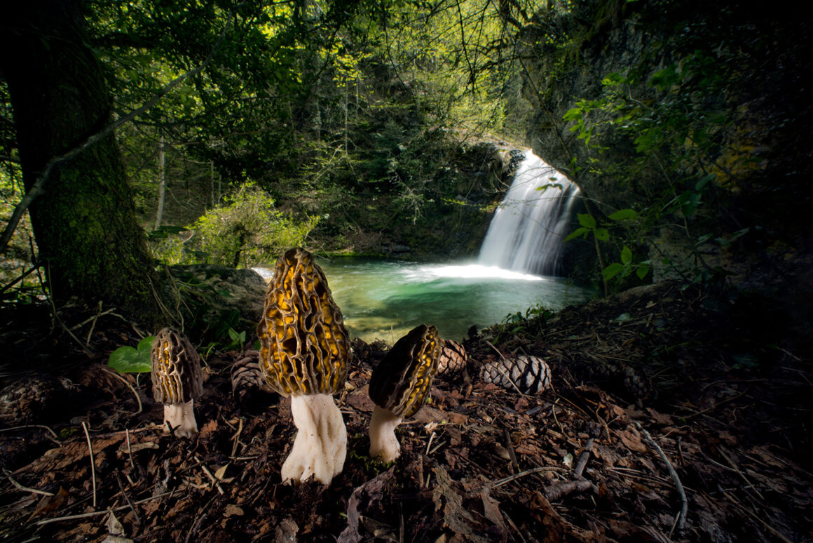 Doğal Tarih Müzesi'nin Yılın Yaban Hayatı Fotoğrafçısı 12 © Agorastos Papatsanis Wildlife Photographer of the Year