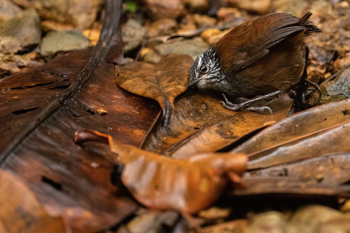 © Nick Kanakis Wildlife Photographer of the Year