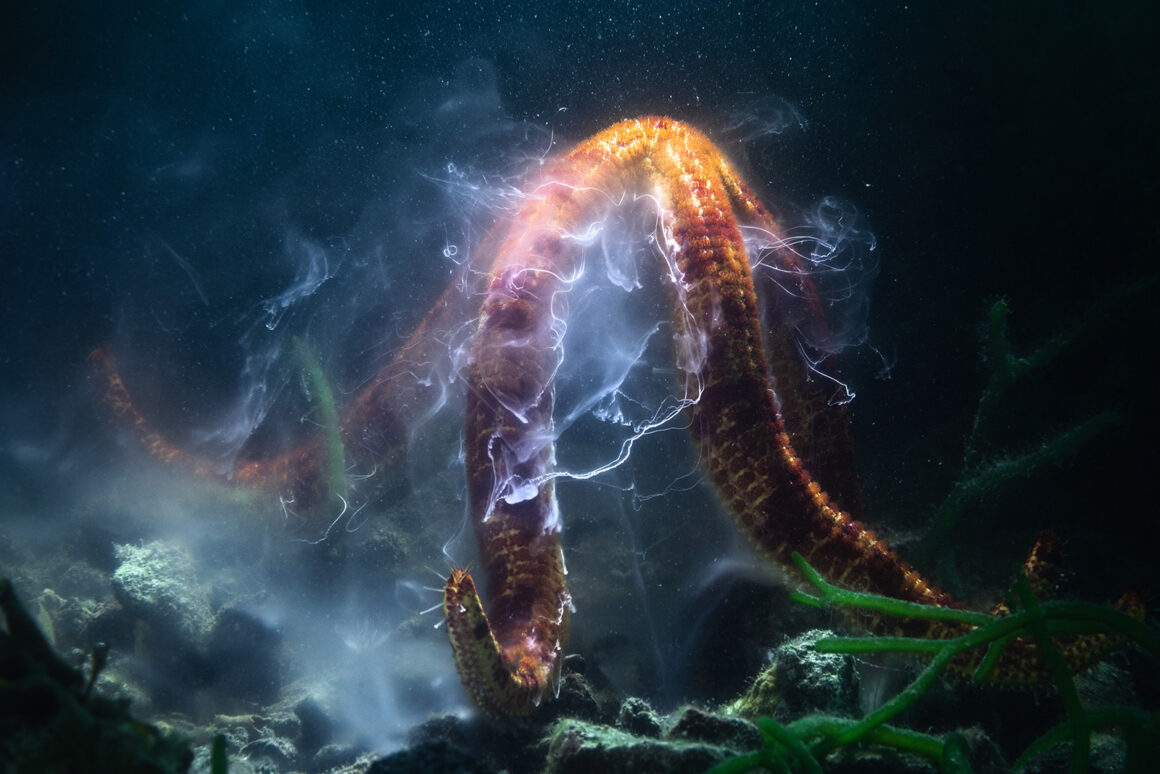 Doğal Tarih Müzesi'nin Yılın Yaban Hayatı Fotoğrafçısı 13 © Tony Wu Wildlife Photographer of the Year