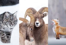 Kışın Yaban Hayatı Fotoğraflamak İçin 9 İpucu 73 Art Lefo Winter Wildlife Header