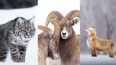 Kışın Yaban Hayatı Fotoğraflamak İçin 9 İpucu 3 Art Lefo Winter Wildlife Header