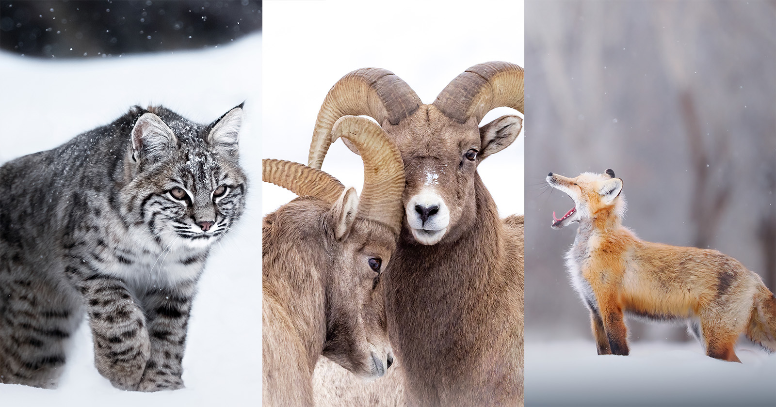 Art Lefo Winter Wildlife Header