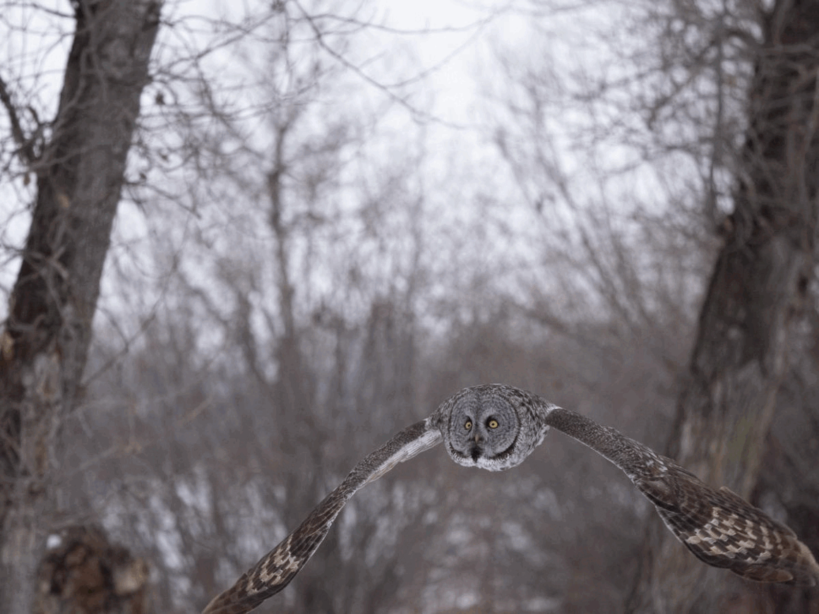 Art Lefo Winter Wildlife Photography