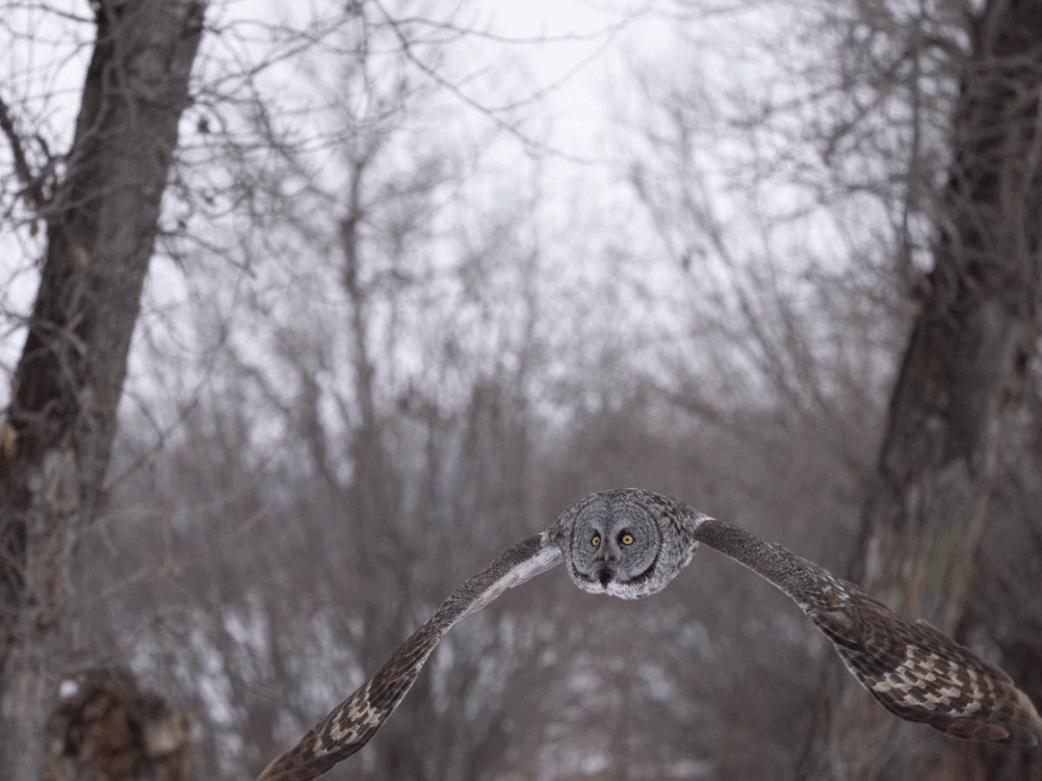 Kışın Yaban Hayatı Fotoğraflamak İçin 9 İpucu 13 Art Lefo Winter Wildlife Photography
