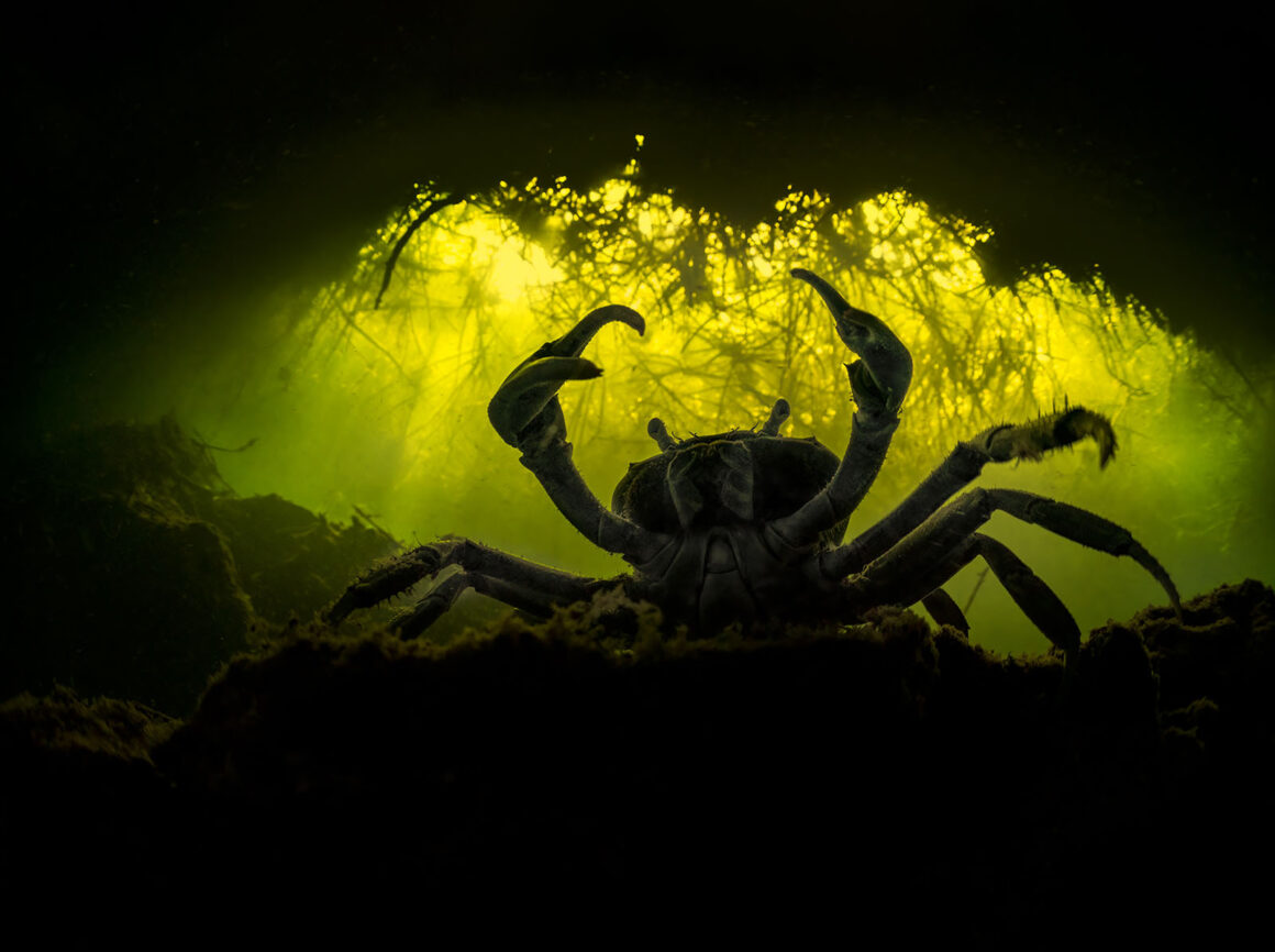 Mangrove Fotoğraf Ödülleri 2022 8 Blue Crab