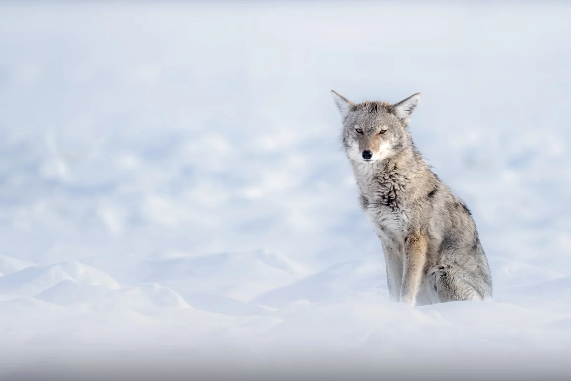 Kışın Yaban Hayatı Fotoğraflamak İçin 9 İpucu 10 Cold Alone JPG