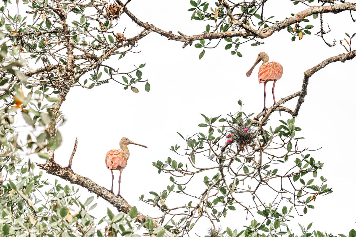 Mangrove Fotoğraf Ödülleri 2022 7 Colhereiro Ajaia ajaja