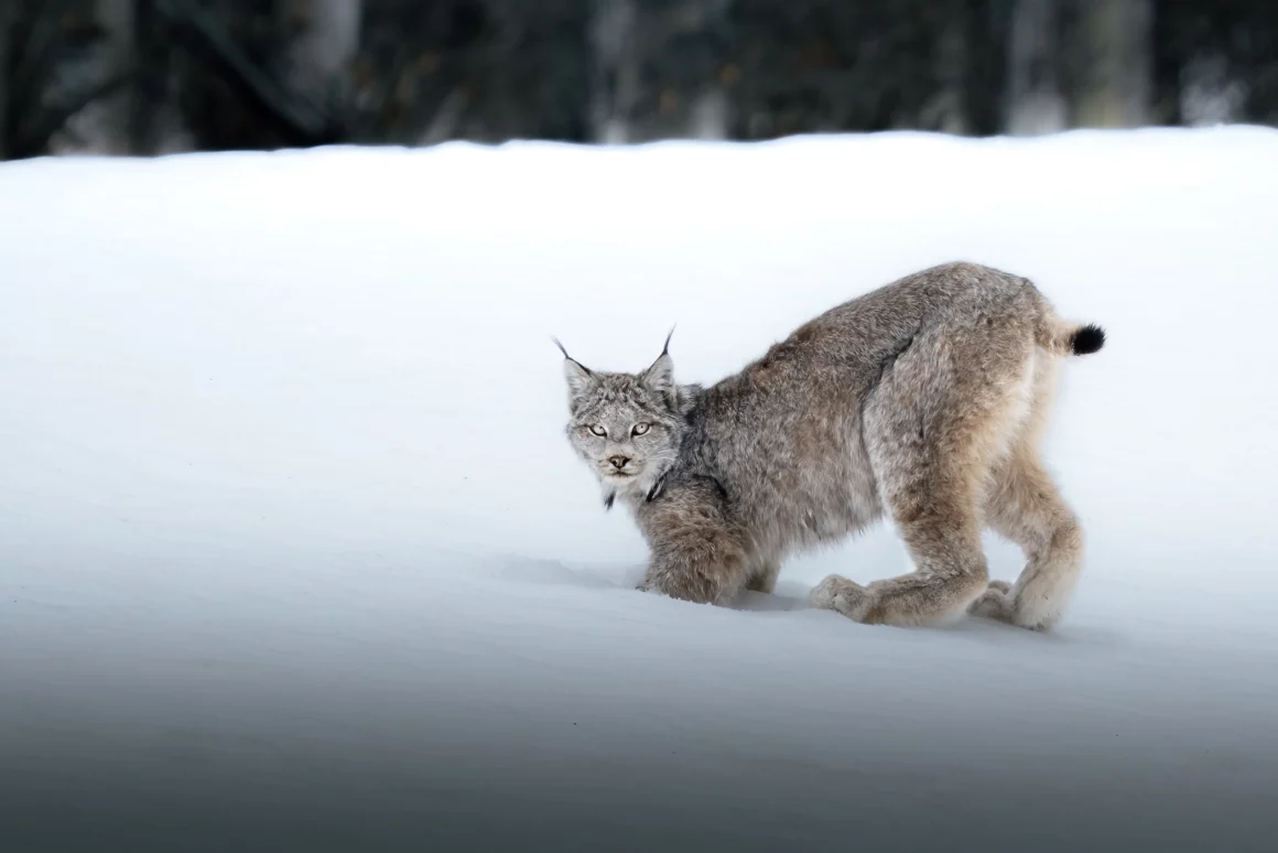 Kışın Yaban Hayatı Fotoğraflamak İçin 9 İpucu 5 Ghost Of The Far North JPG