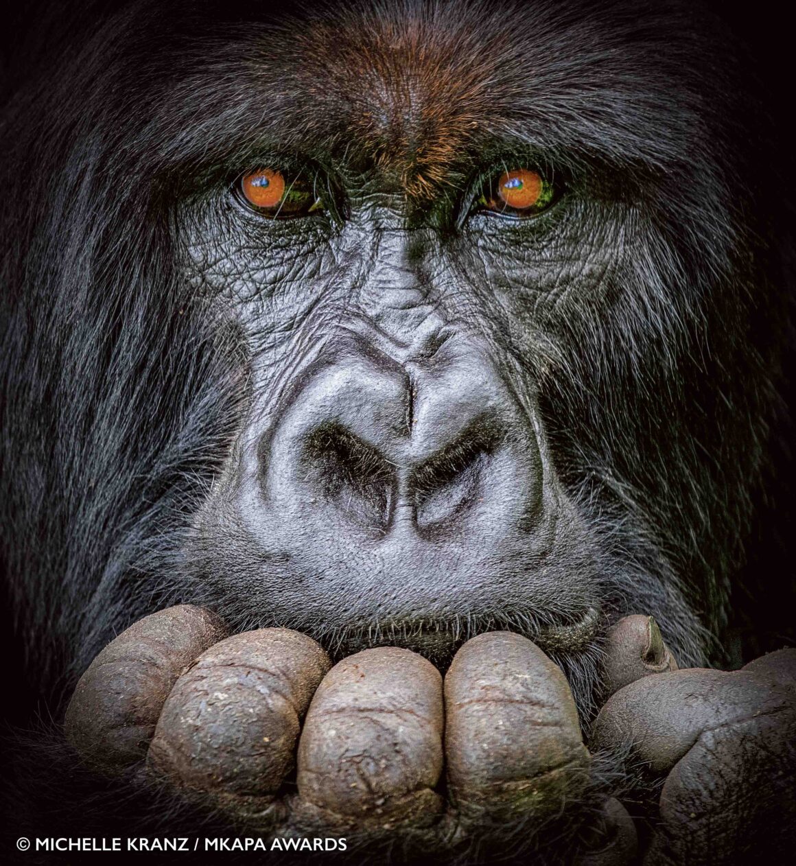 2022 Mkapa Afrika Yaban Hayatı Fotoğraf Ödülleri 2 Mkapa Afrika Yaban Hayatı Fotoğraf Ödülleri