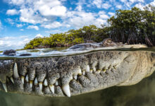 Mangrove Fotoğraf Ödülleri 2022 3 Guardian of the Mangroves