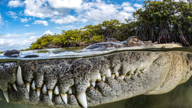 Mangrove Fotoğraf Ödülleri 2022 6 Guardian of the Mangroves