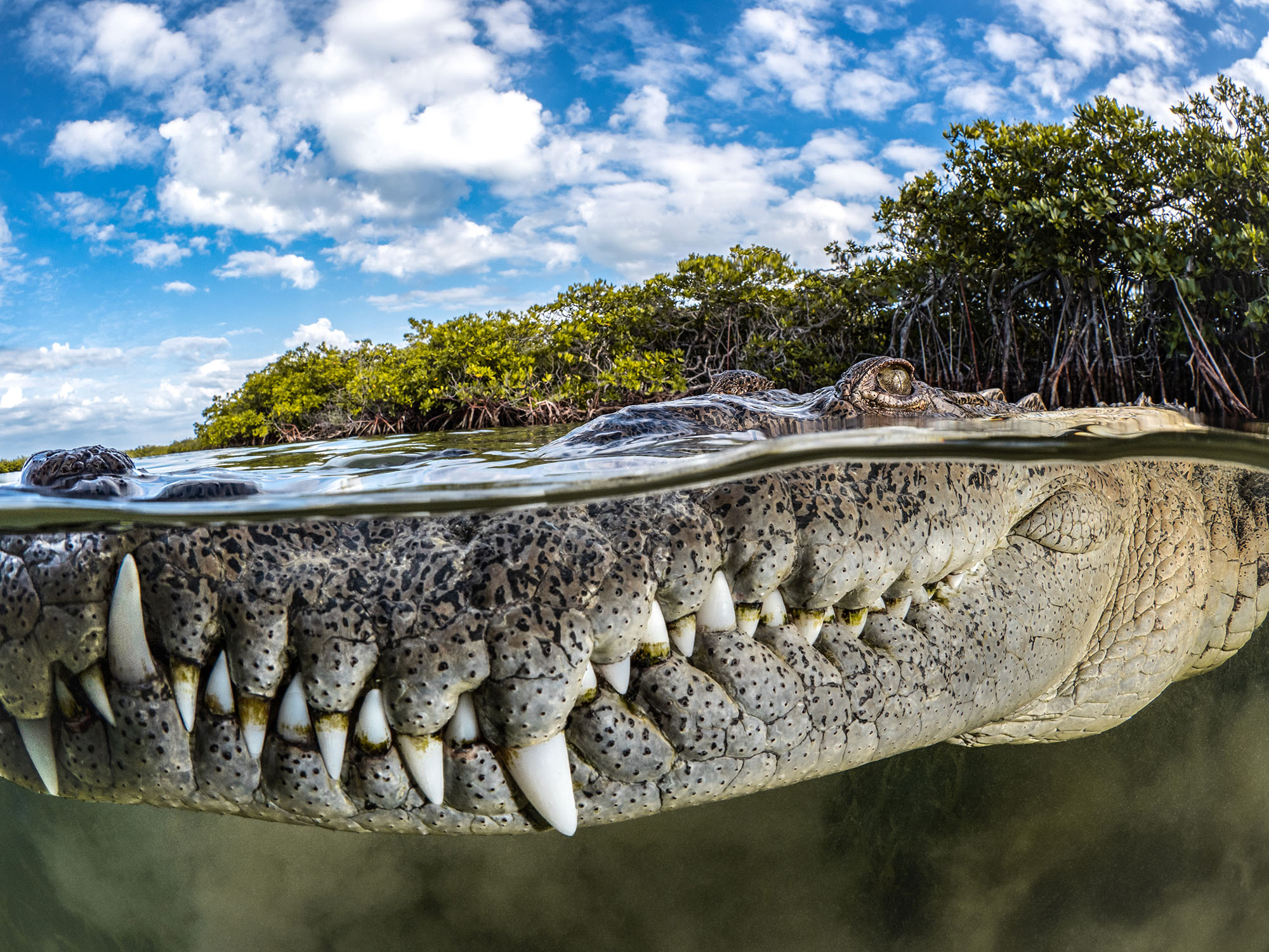 Guardian of the Mangroves