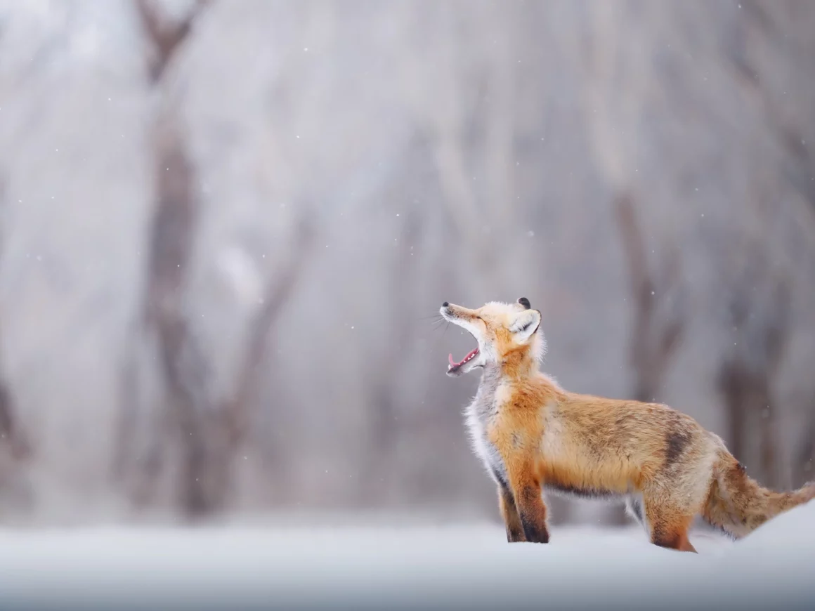 Kışın Yaban Hayatı Fotoğraflamak İçin 9 İpucu 9 Little Winter Flame JPG