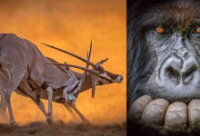 2022 Mkapa Afrika Yaban Hayatı Fotoğraf Ödülleri 16 MKAPA