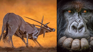 2022 Mkapa Afrika Yaban Hayatı Fotoğraf Ödülleri 5 MKAPA