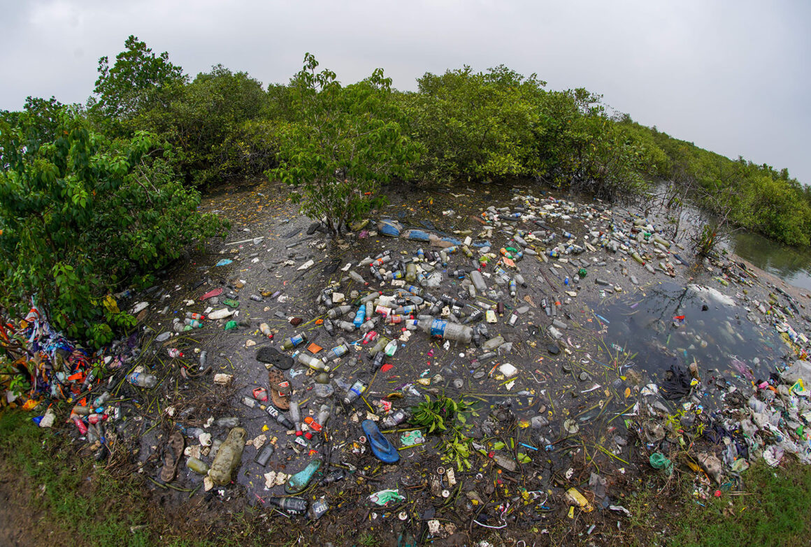 Mangroves vs Plastics