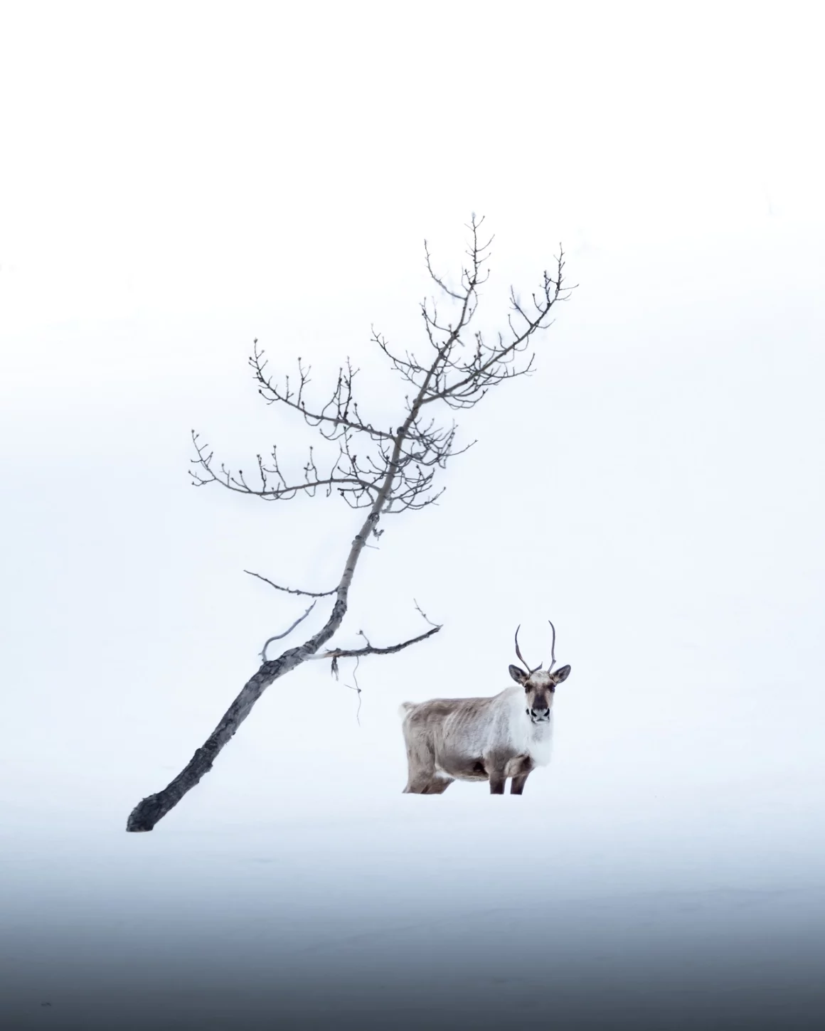 Kışın Yaban Hayatı Fotoğraflamak İçin 9 İpucu 18 Northern Exposure JPG