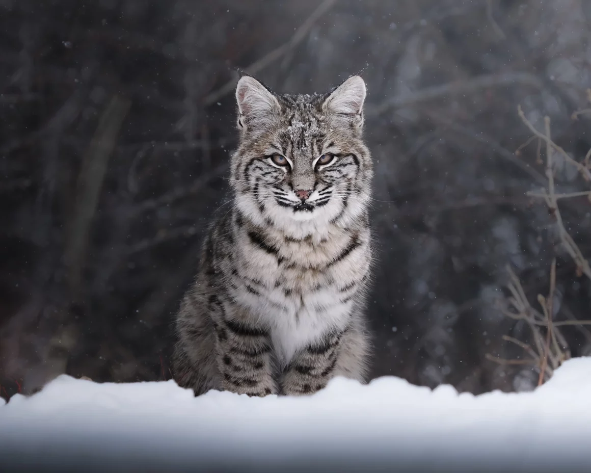 Kışın Yaban Hayatı Fotoğraflamak İçin 9 İpucu 7 Silent Like The Snow JPG