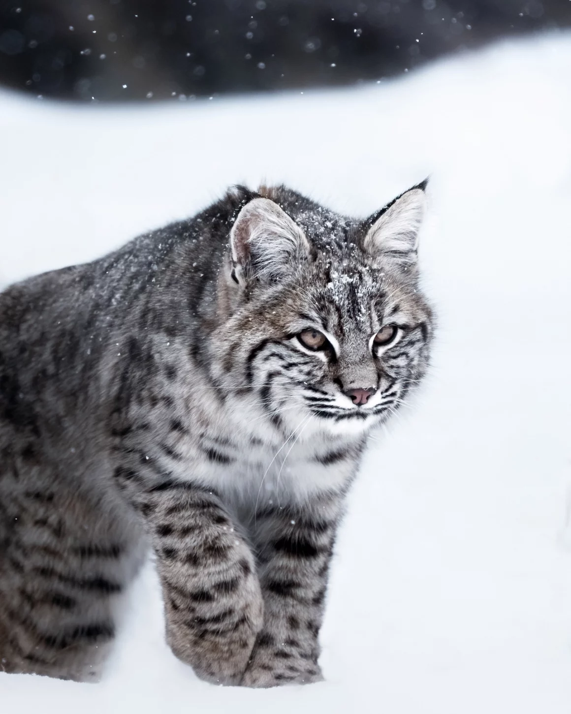Kışın Yaban Hayatı Fotoğraflamak İçin 9 İpucu 4 Silent Winter Spirit JPG