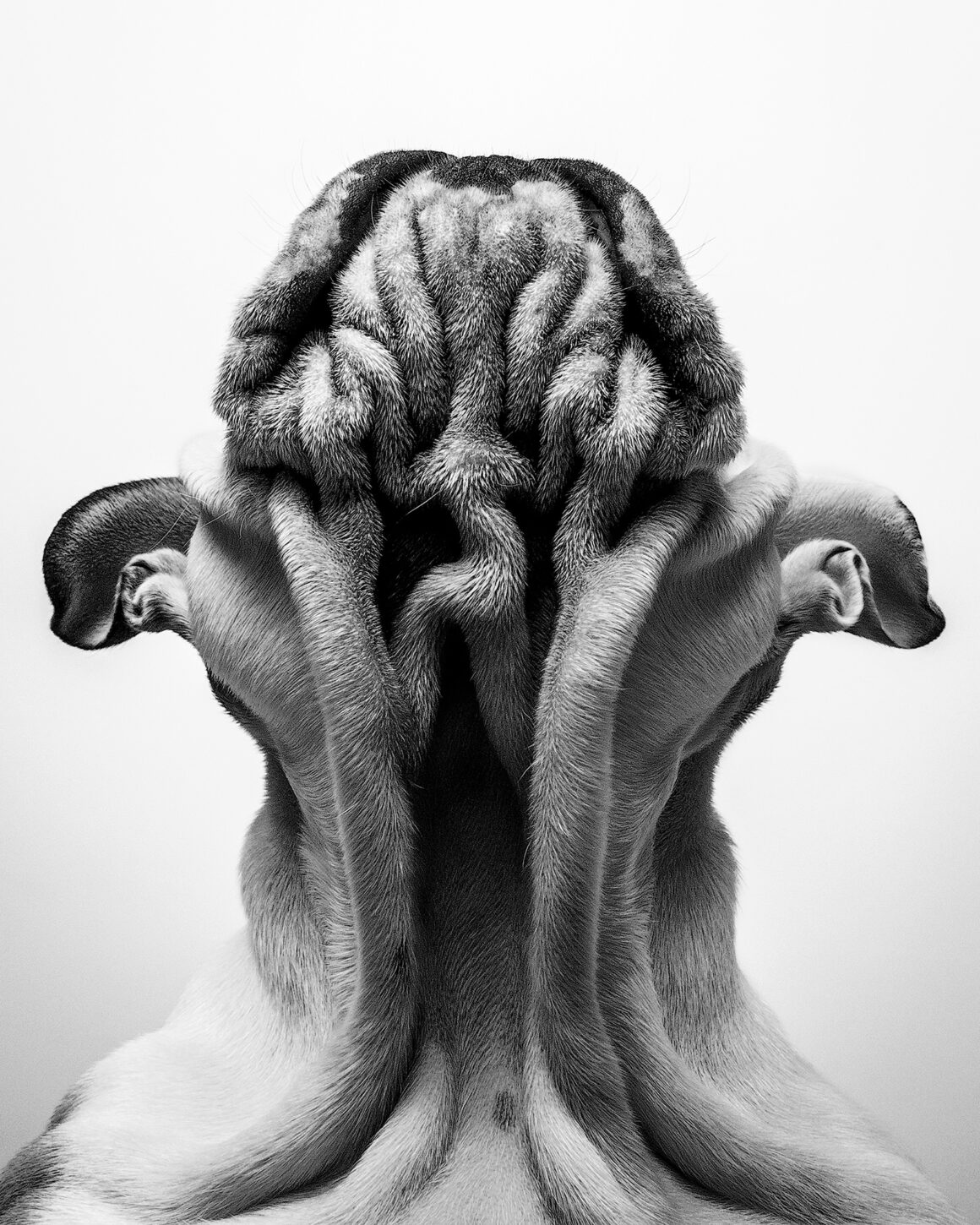 Su Kaye Domesticated Animals Things Are Looking Up