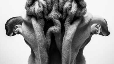 Su Kaye Domesticated Animals Things Are Looking Up