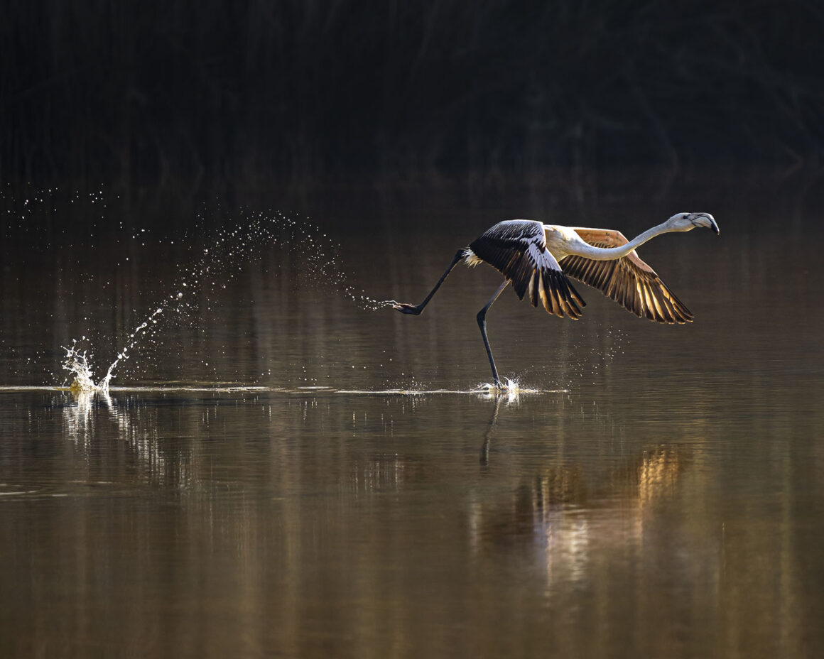 Mangrove Fotoğraf Ödülleri 2022 6 Take off