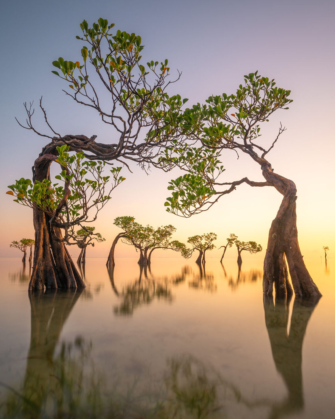 Mangrove Fotoğraf Ödülleri 2022 4 Walakiri dancing trees 01