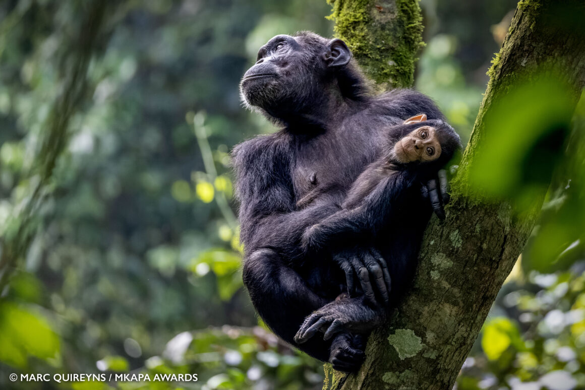 2022 Mkapa Afrika Yaban Hayatı Fotoğraf Ödülleri 5 Winner AfricanWildlifeAtRisk MarcQuireyns Chimpanzees 1