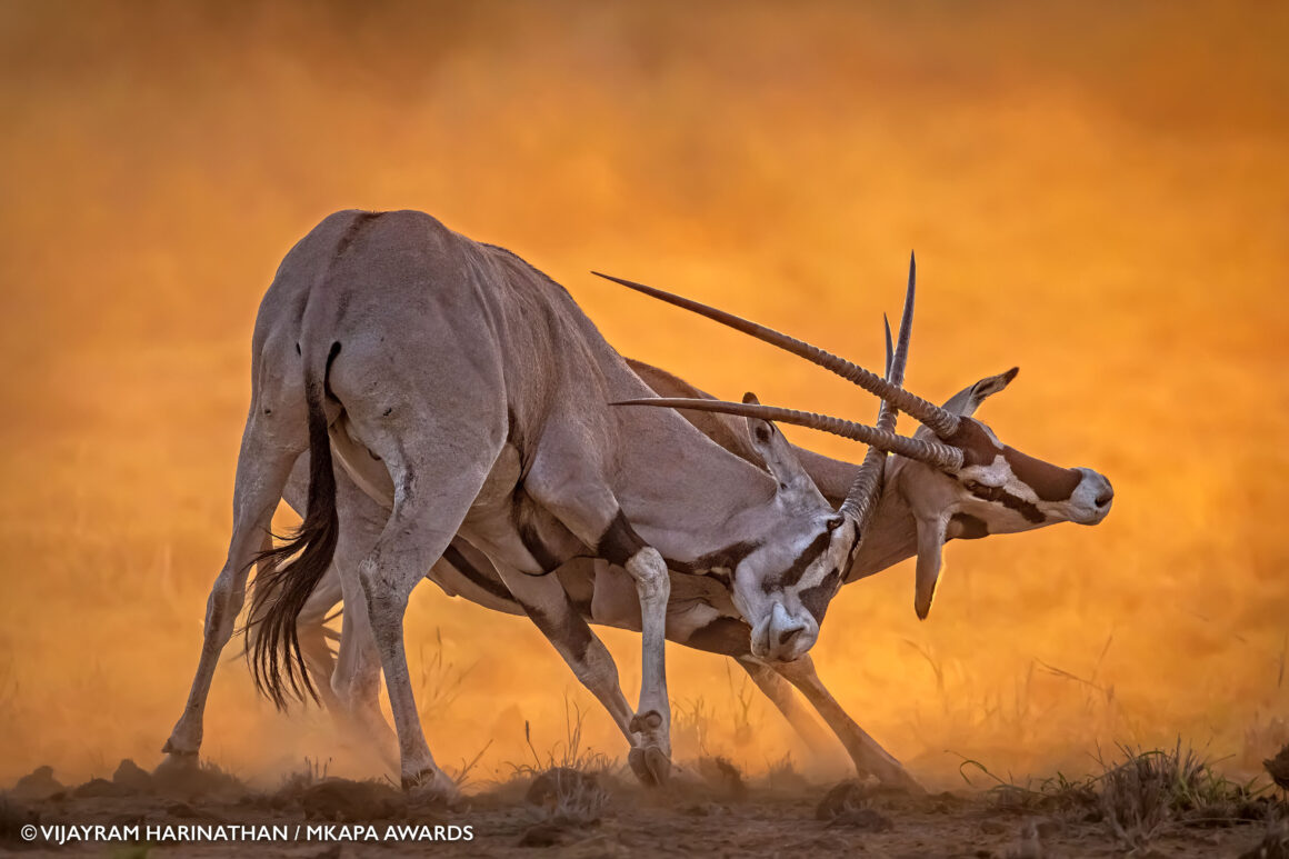 Winner AfricanWildlifeBehavior VijayramHarinathan Oryx 1