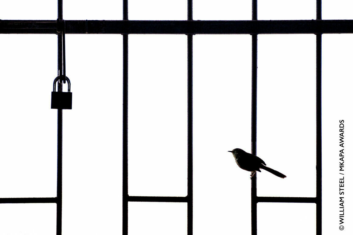 2022 Mkapa Afrika Yaban Hayatı Fotoğraf Ödülleri 10 Winner BackyardWildlife WilliamSteel KarooPrinia 1